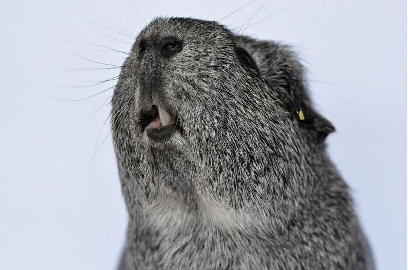 rodent teeth