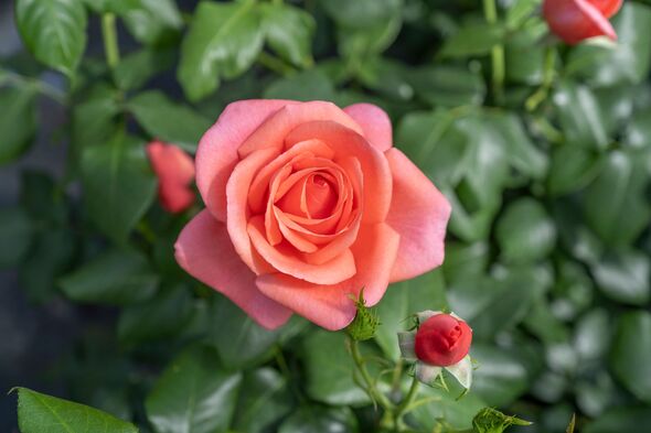 Catherine's Rose named for Princess of Wales