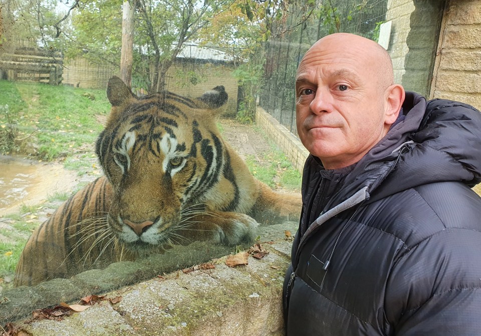 Ross Kemp with a Bengal tiger at a zoo.