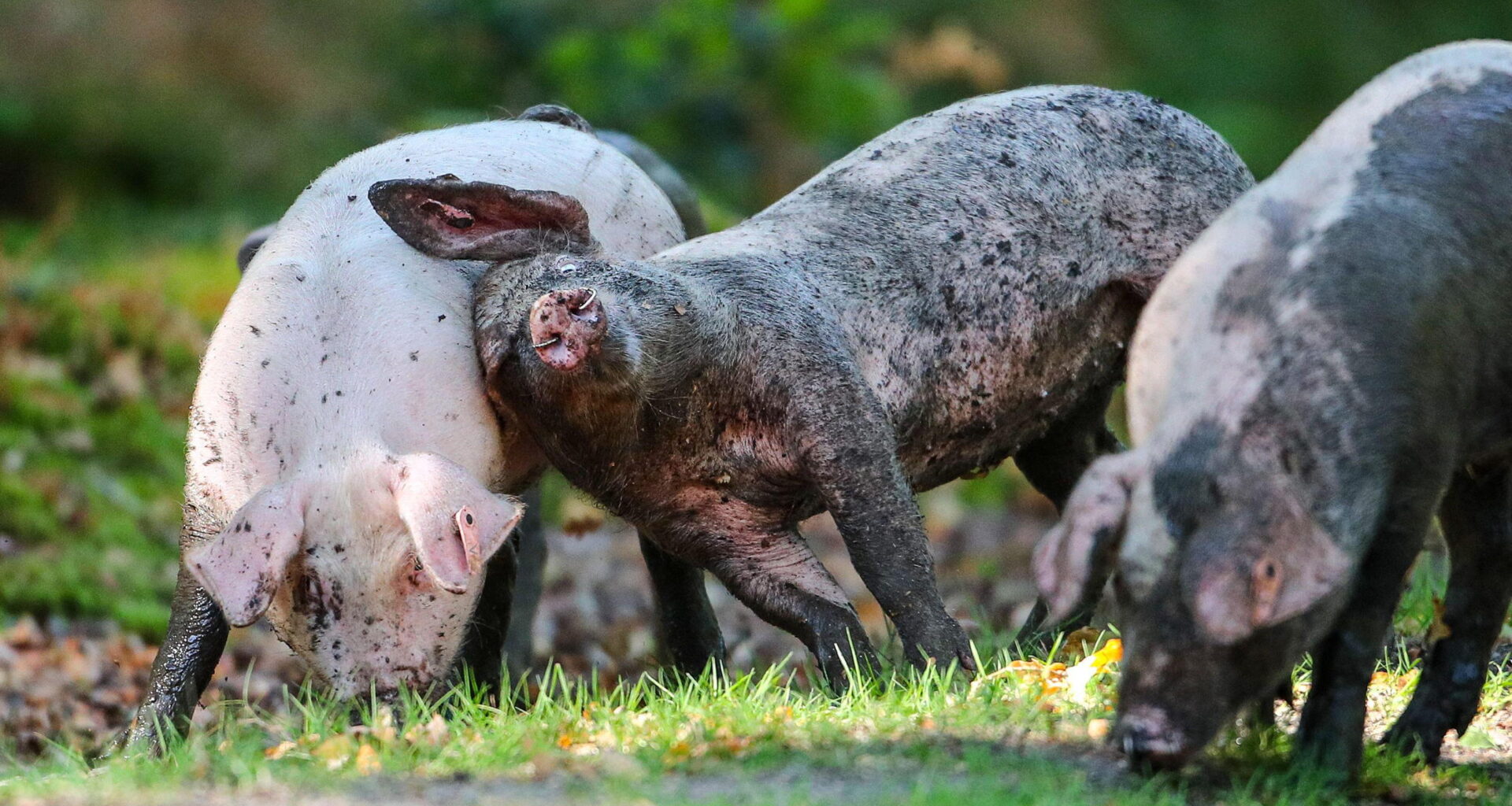 Three pigs frolick in the new forest as part of pannage season