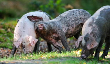 Three pigs frolick in the new forest as part of pannage season