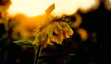 Men Born in the Summer Are More Likely to Be Depressed, Study Finds