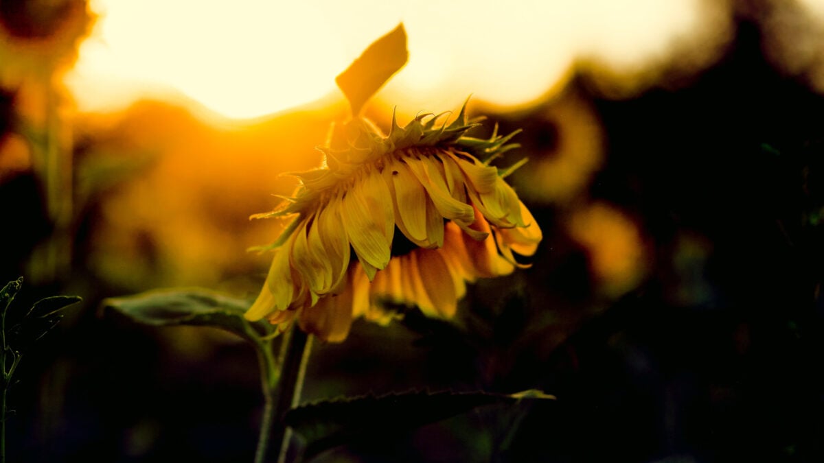 Men Born in the Summer Are More Likely to Be Depressed, Study Finds