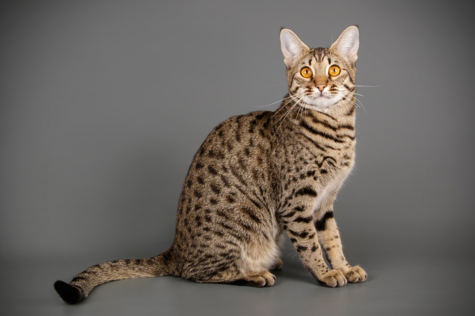 Savannah cat sitting on a gray background.