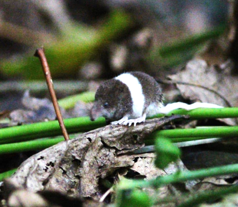Pygmy shrew with white markings on its back.