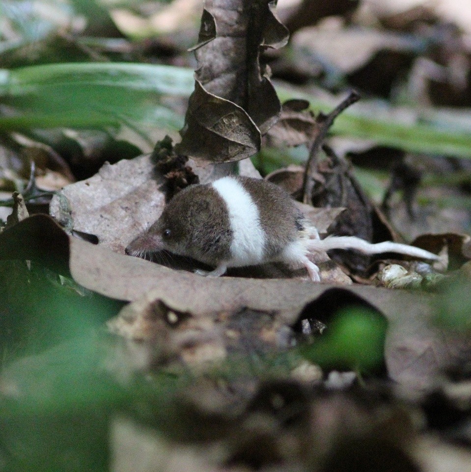 Pygmy shrew with unusual white markings.