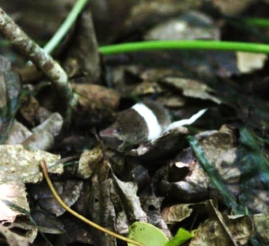 Pygmy shrew with unusual white markings among leaf litter.