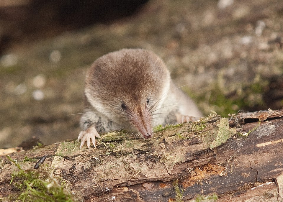 Pygmy shrew on a log.