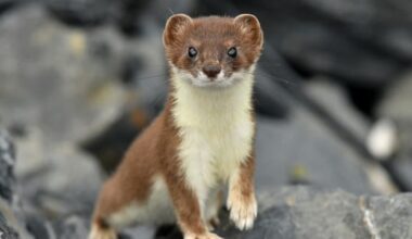 Unexplained discovery of dead stoat on Stewart Island
