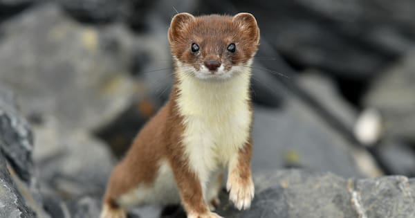 Unexplained discovery of dead stoat on Stewart Island