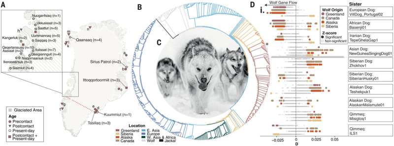 Sled dog genetic history sheds light on human migration patterns into Greenland