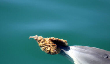 These Dolphins Use Sea Sponges on Their Faces to Hunt and It’s More Complicated Than Anyone Thought