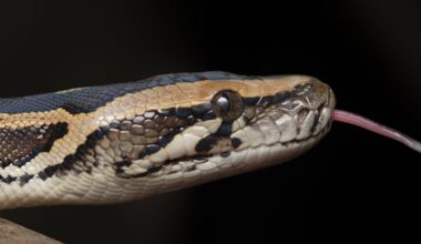 New Cell Discovered in Pythons Allows Them to Completely Digest Bones : ScienceAlert