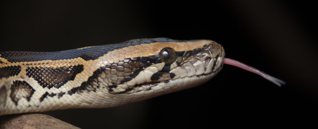 New Cell Discovered in Pythons Allows Them to Completely Digest Bones : ScienceAlert