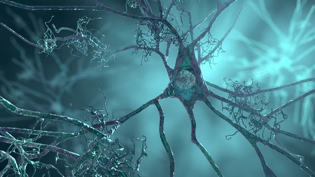 Stem Cell Tool Models Genetic Risk for Alzheimer’s