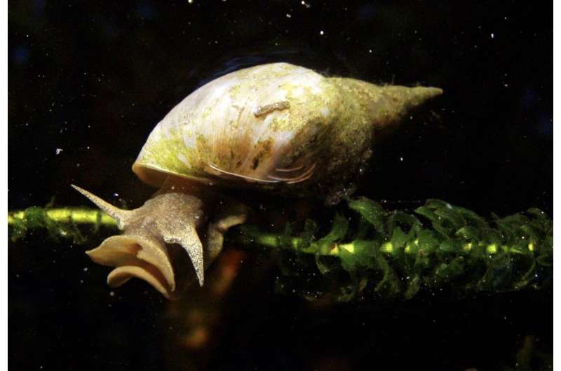 Study finds evidence of anxious behaviors in great pond snails