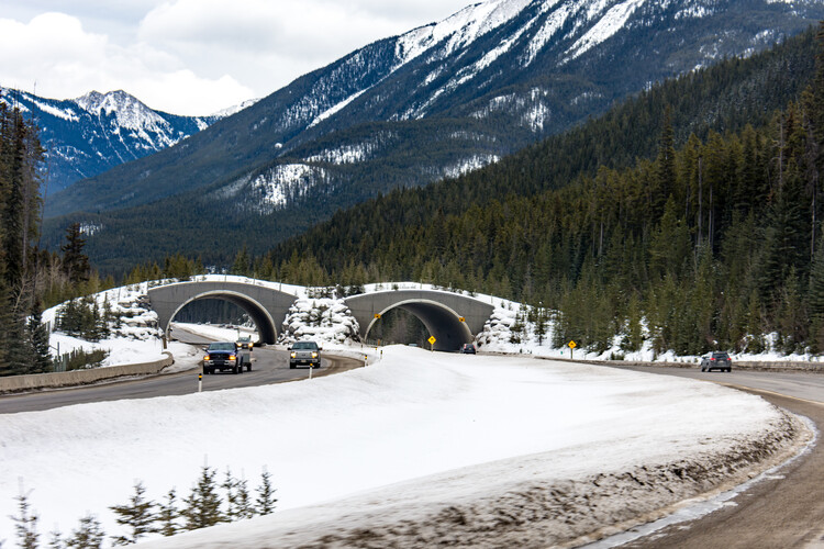 The Architecture of Rewilding: Designing for Ecosystem Recovery - Image 38 of 73