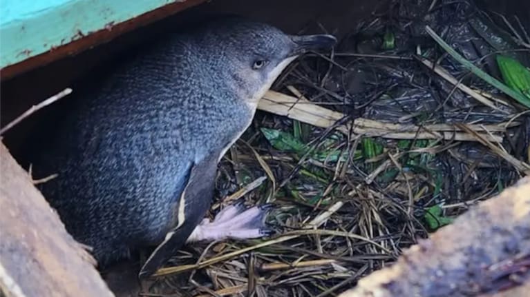 The kororā were gently cleaned and relocated to a safer site. 