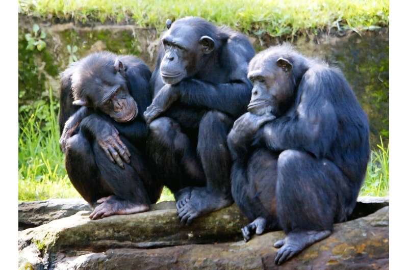 Three female chimpanzees, which are one of the primates in which males dominate