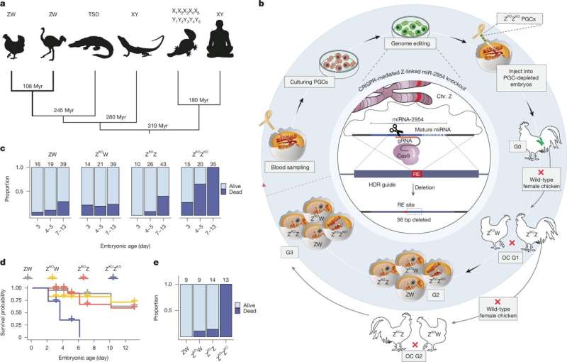 Tiny gene ensures survival of male birds