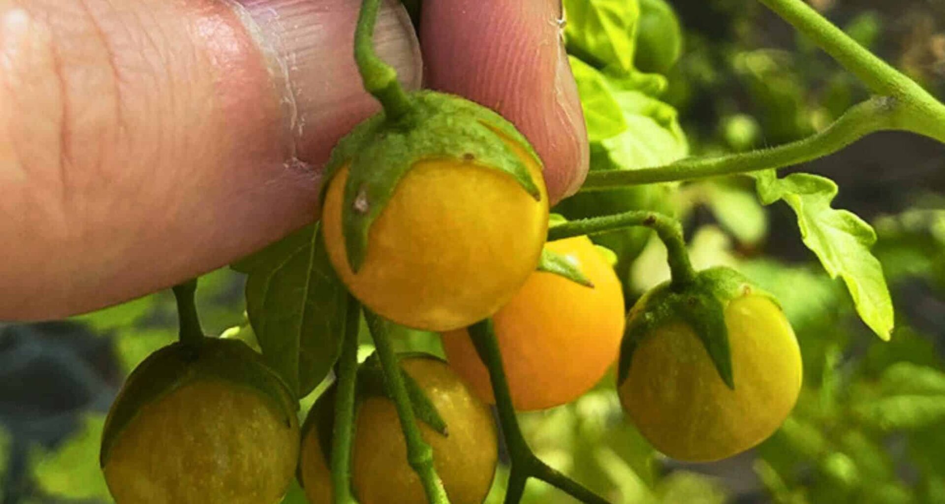 Tomatoes From The Galapagos Islands.