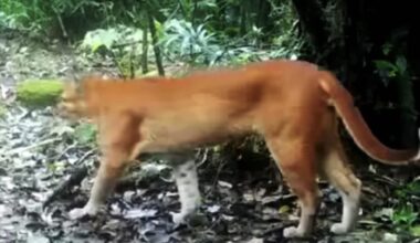 A reddish-orange wild cat with a long tail stands on forest ground covered in leaves and vegetation, near a tree, in a dense, green jungle setting.