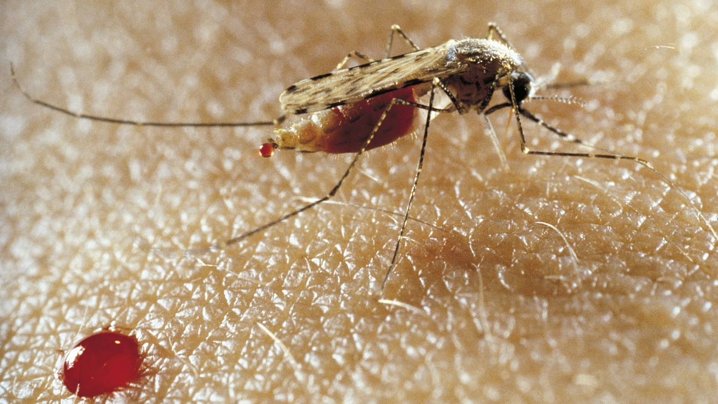 A genetic tweak could prevent mosquitoes from transmitting malaria - NPR