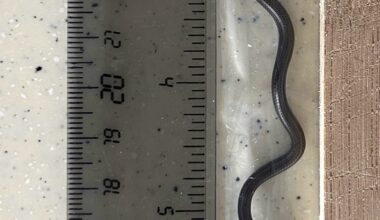 World's smallest known snake rediscovered in Barbados after nearly 20 years
