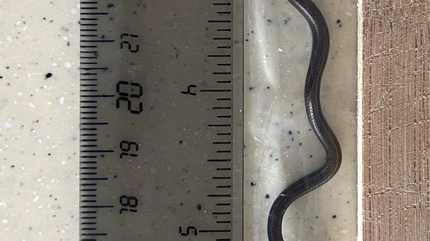 World's smallest known snake rediscovered in Barbados after nearly 20 years