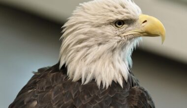 Native Americans hail the bald eagle's new status as the official US bird