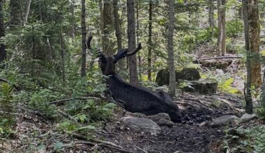Bull moose closes Adirondack mountain hiking trail in New York