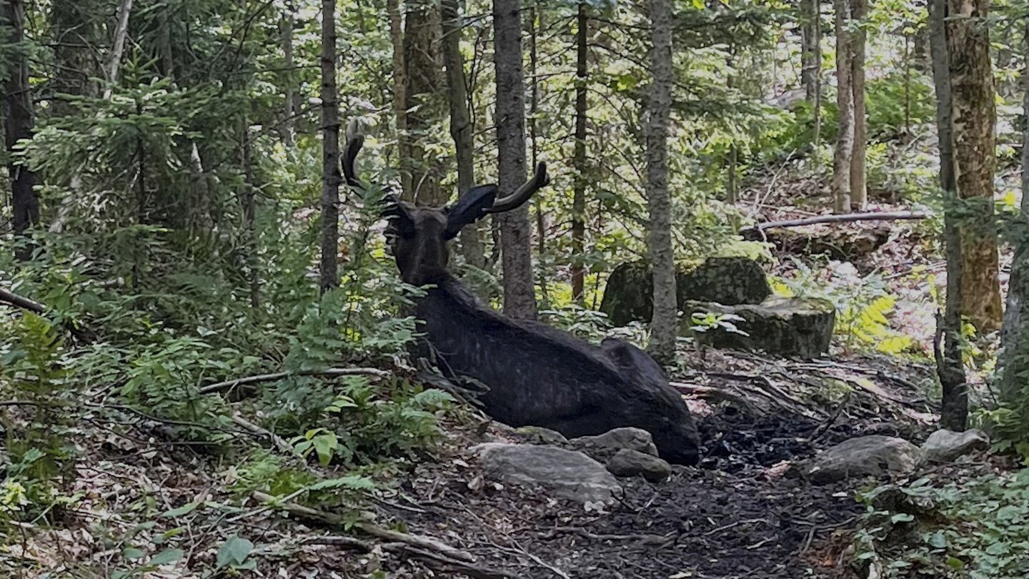 Bull moose closes Adirondack mountain hiking trail in New York
