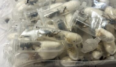 German customs officials show images of tarantulas hidden in spongecake boxes after smuggling bust