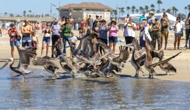 Poisoned pelicans fly again after deadly SoCal algal bloom