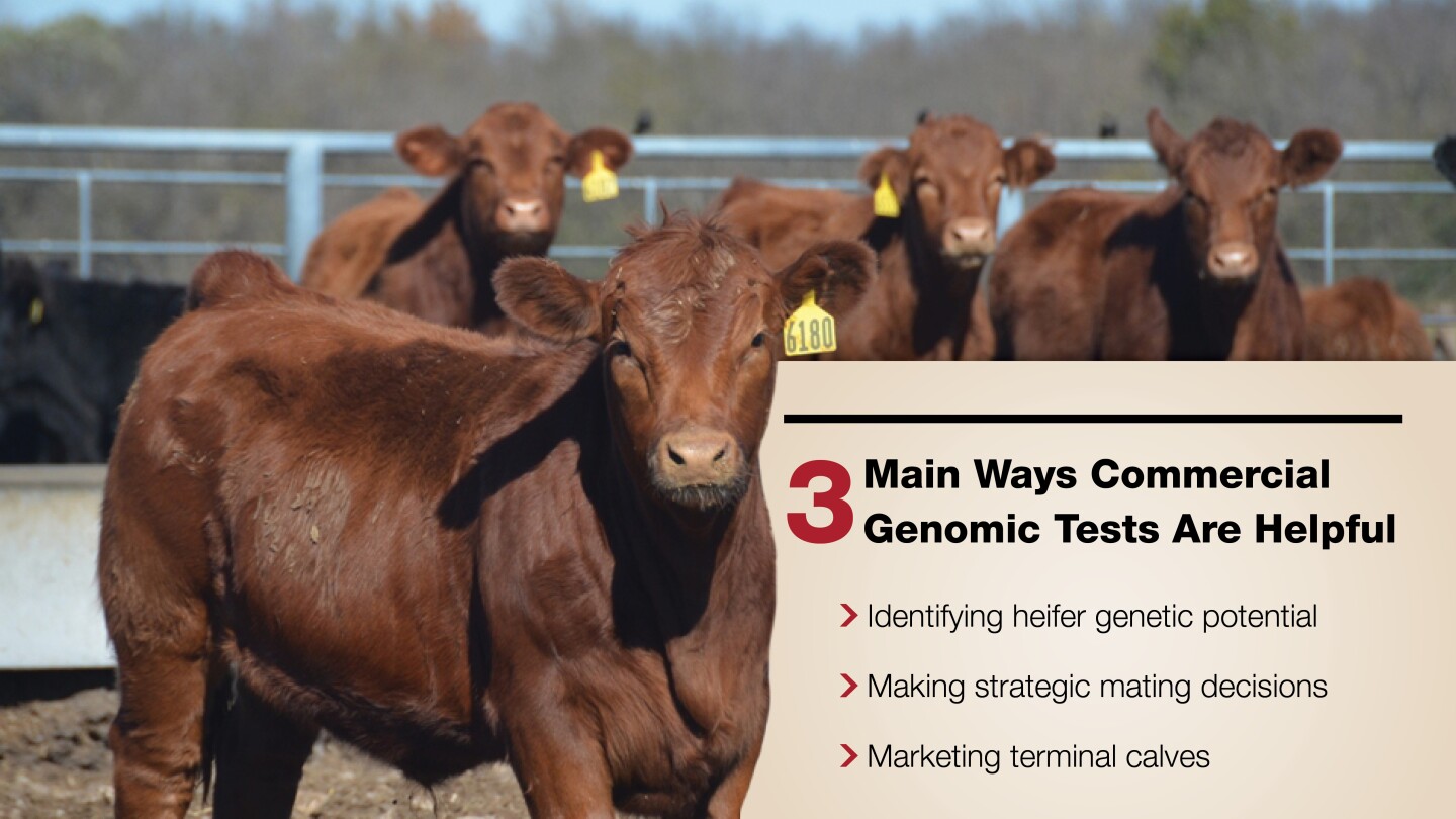 Why Genomic Tools are a Game Changer for Commercial Herds