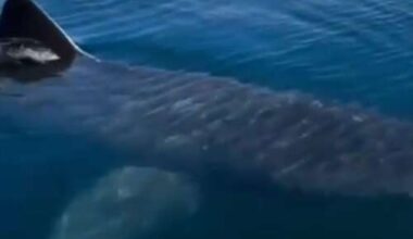 Filmed in Bermuda? Shark video raises questions - The Royal Gazette