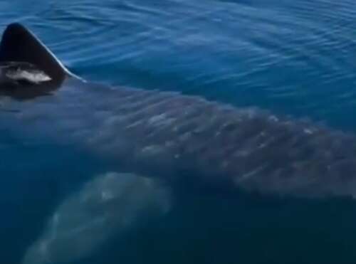 Filmed in Bermuda? Shark video raises questions - The Royal Gazette