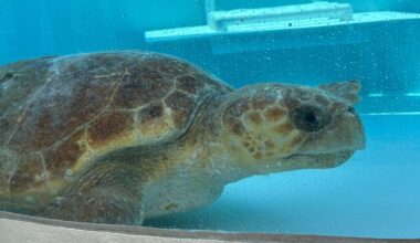 Massive sea turtle full of eggs returns to ocean after treatment in Florida