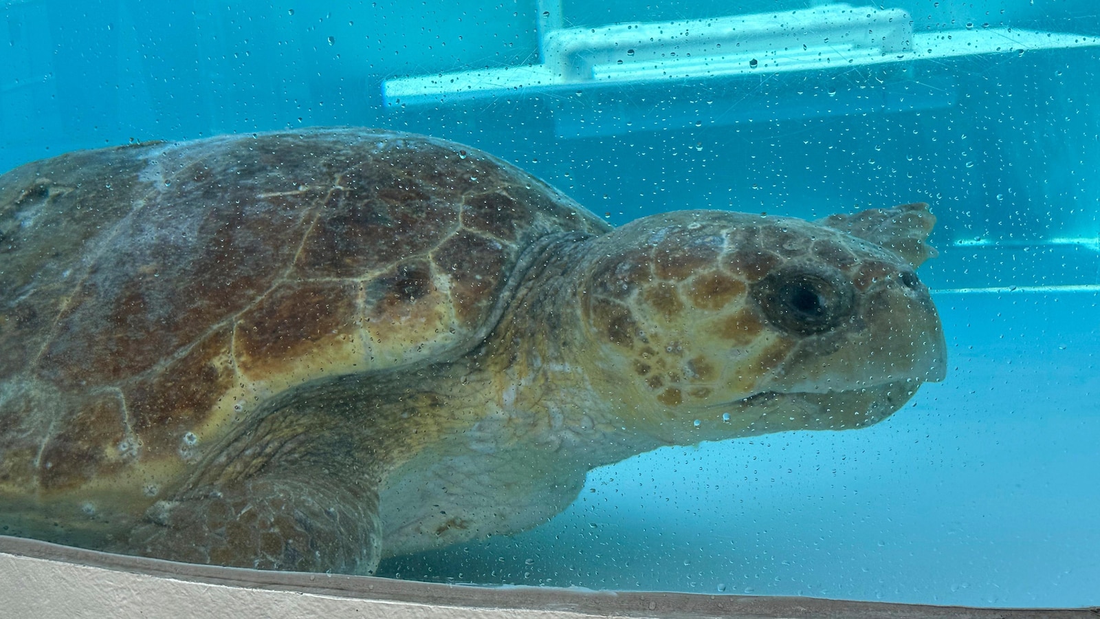 Massive sea turtle full of eggs returns to ocean after treatment in Florida