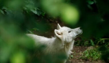Macron plans law to kill more French wolves – POLITICO
