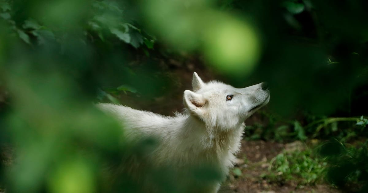 Macron plans law to kill more French wolves – POLITICO