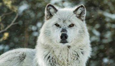 Yellowstone's Aspen Forests Are Already Responding to The Return of Wolves : ScienceAlert