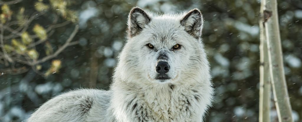 Yellowstone's Aspen Forests Are Already Responding to The Return of Wolves : ScienceAlert