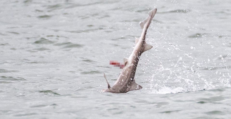 Dolphin throwing a shark out of the water.