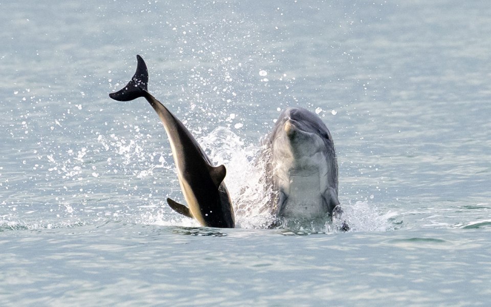 Dolphin tossing another dolphin out of the water.