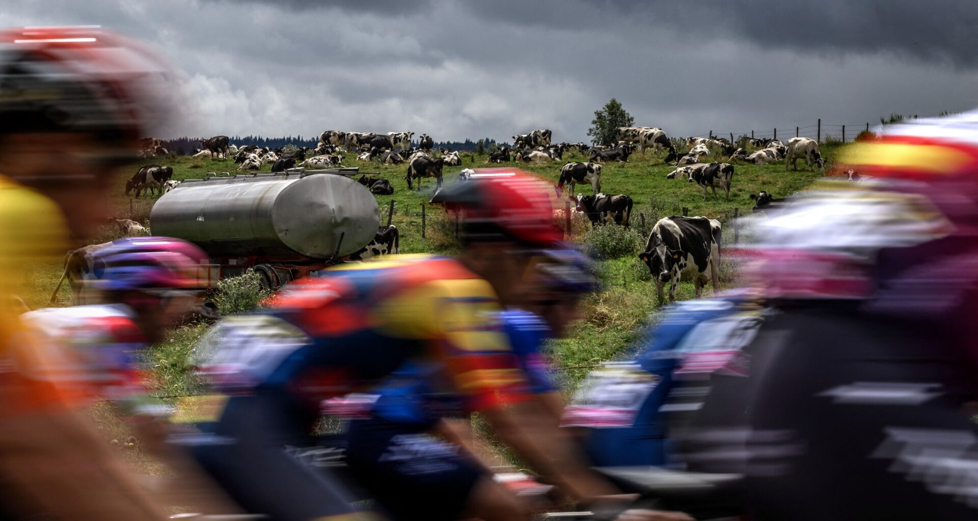 Cows along the Tour de France route