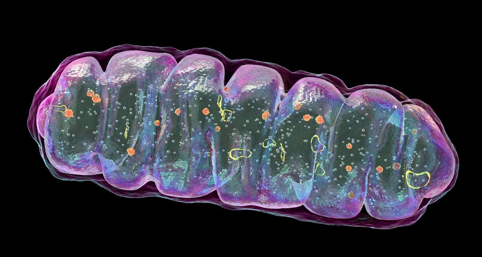 Medical illustration of a mitochondrion against a black background. The outline of the mitochondrion is in fluorescent purple and is undulating. Inside, there are fluorescent orange and yellow blobs and circles, as well as patches of fluorescent green and blue.