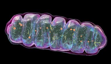 Medical illustration of a mitochondrion against a black background. The outline of the mitochondrion is in fluorescent purple and is undulating. Inside, there are fluorescent orange and yellow blobs and circles, as well as patches of fluorescent green and blue.