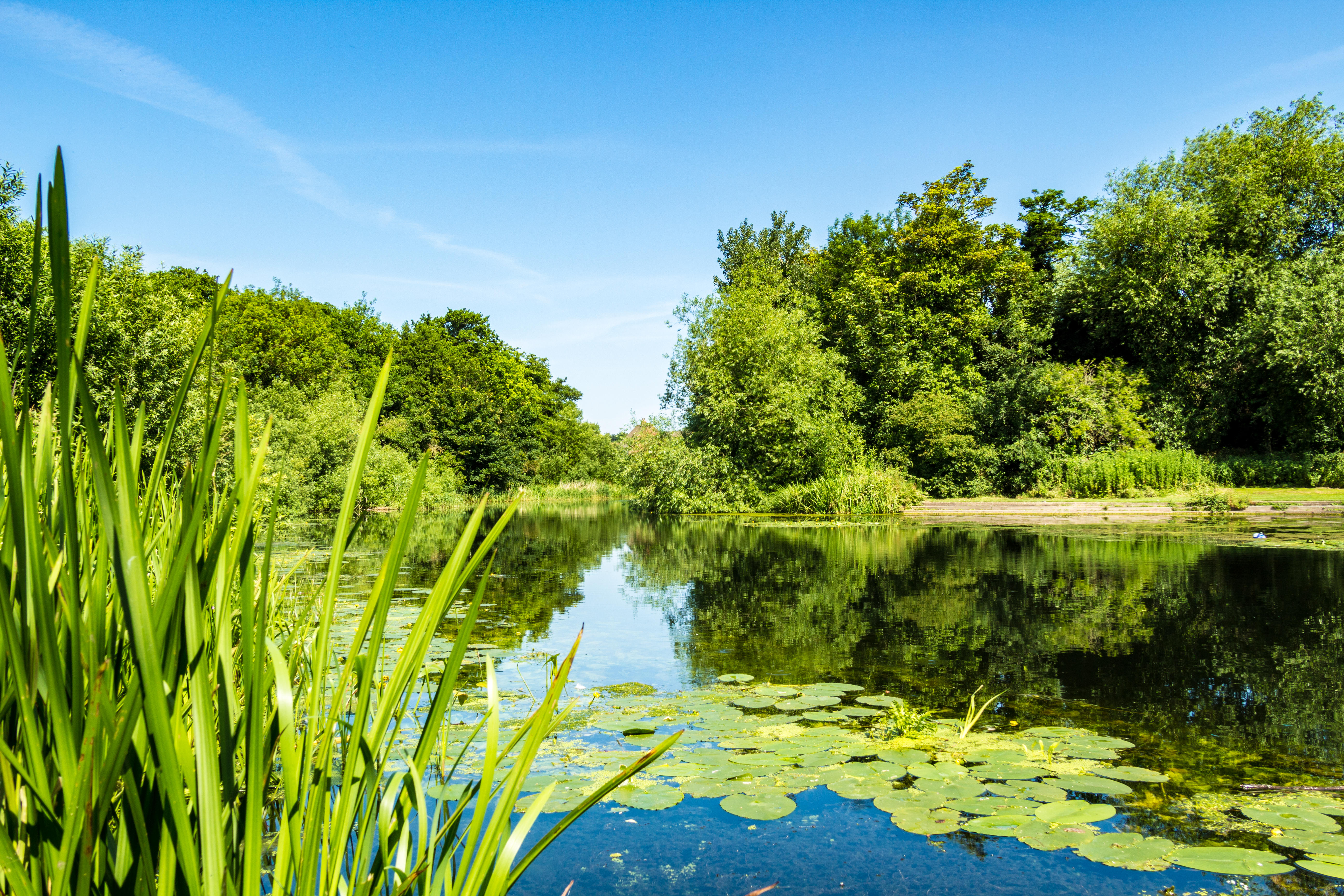 River reflecting trees and water lilies.