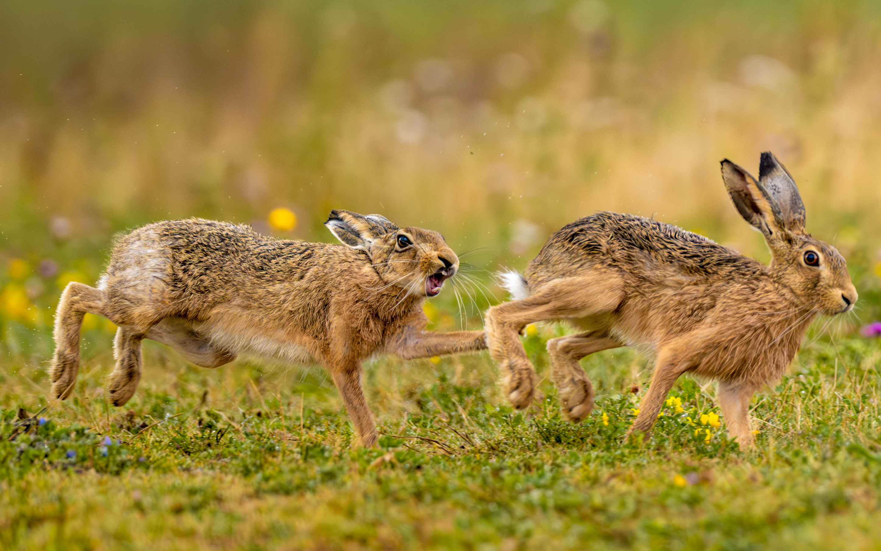 Two brown hares running in a field.